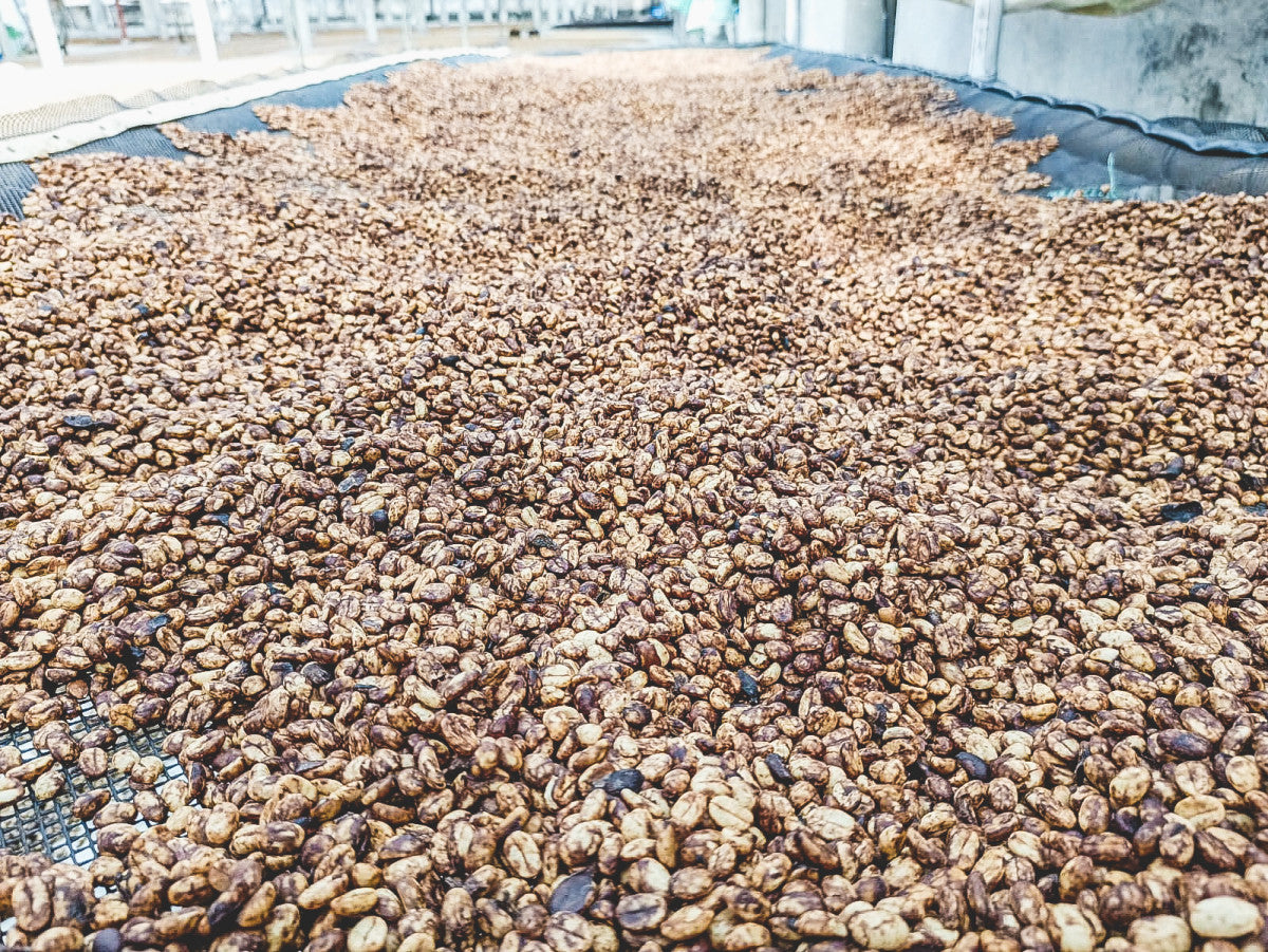 Rare! - Filter Colombia Los Patios 200g