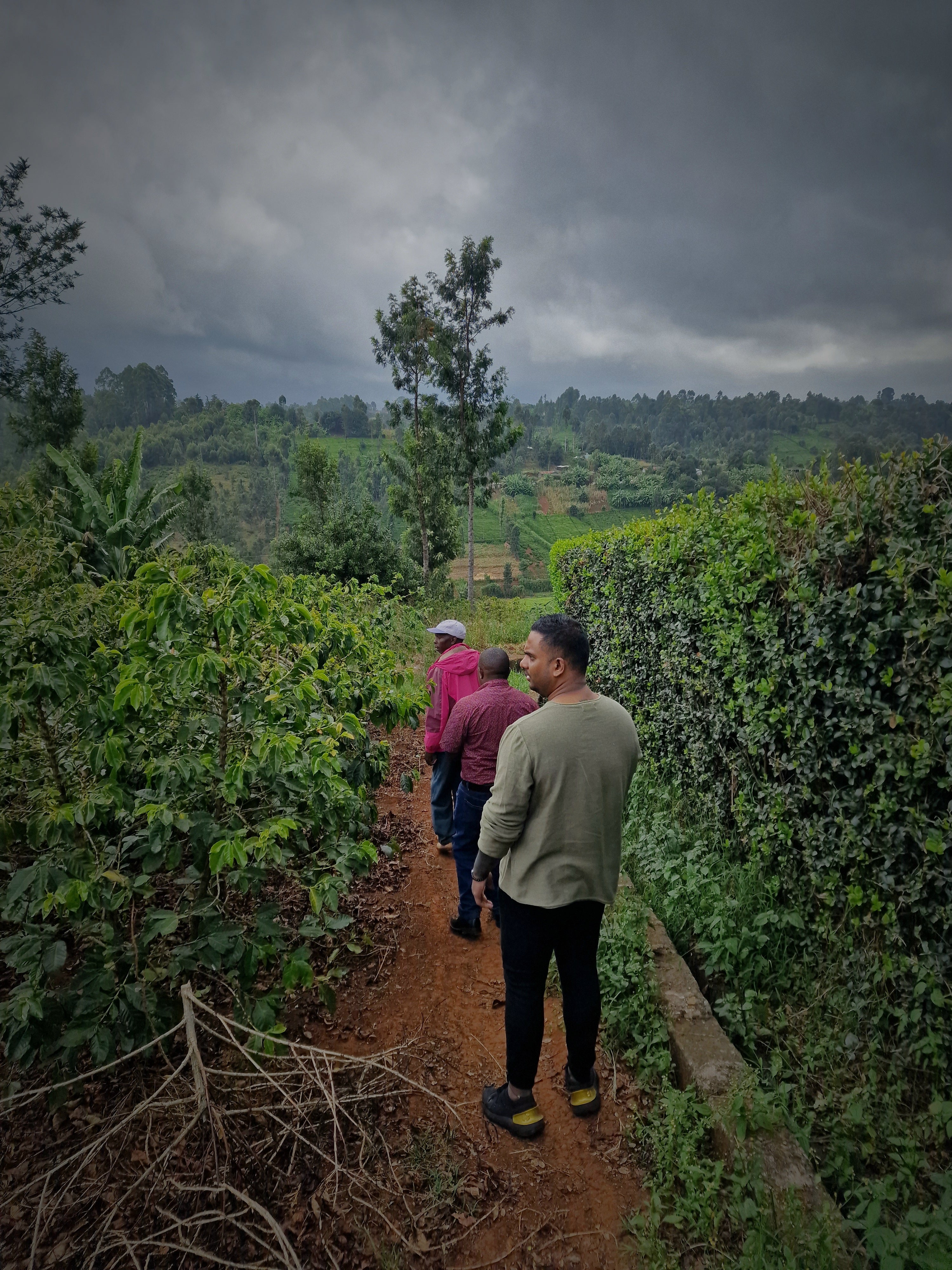 SACRED ORIGINS - KENYA AB MALKIA WA MURANG’A GREEN COFFEE