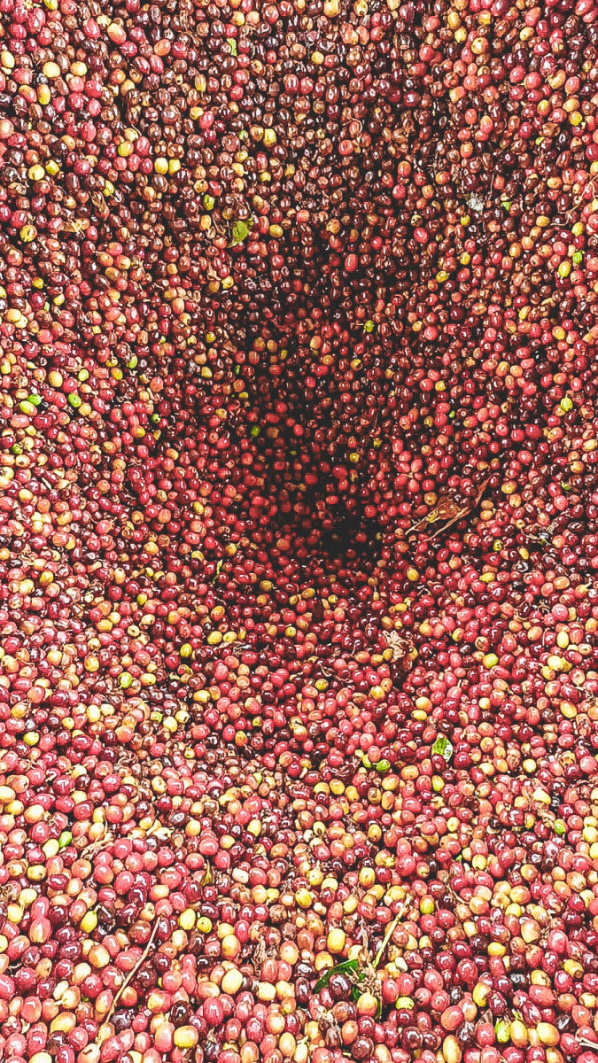 Forbidden Fruit - Colombia Las Patios Espresso (Geisha -WASHED-FRUIT INFUSED EXPERIMENTAL) 200g